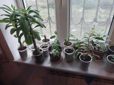 Bitkilər üçün dibçəklər: Bakixanov qəsəbəsi(Razin),Razin talkuçkasına yaxın,gül dibçəkləri — 5