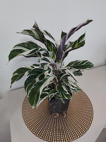 Папоротники: Калатея лонси калатея медальон — 2