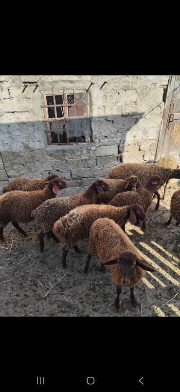 inək südsağan aparat: Qoyun sürüsü satılır – yerli cins, qəhvəyi/yunlu fərdlər. - Təxminən