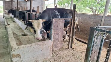 молочную корову: Продаю | Бык (самец) | Голштин