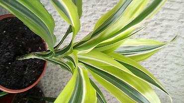 viskozna postava: Zamija, Epipremnum, Dracena Lemon Lime, kvalitetne biljke — 3