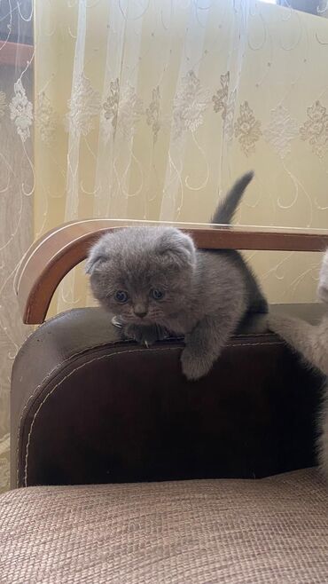 scottish fold qiymeti: Şotland, Erkək, Dişi, Ünvandan götürmə, Pulsuz çatdırılma, Ödənişli çatdırılma