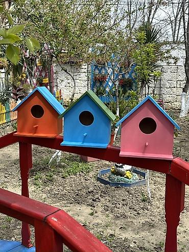 donuz heyvan: Məhsul: Rəngarəng taxta quş yuvaları Təsvir: - Bağ, həyətyanı sahə və — 1