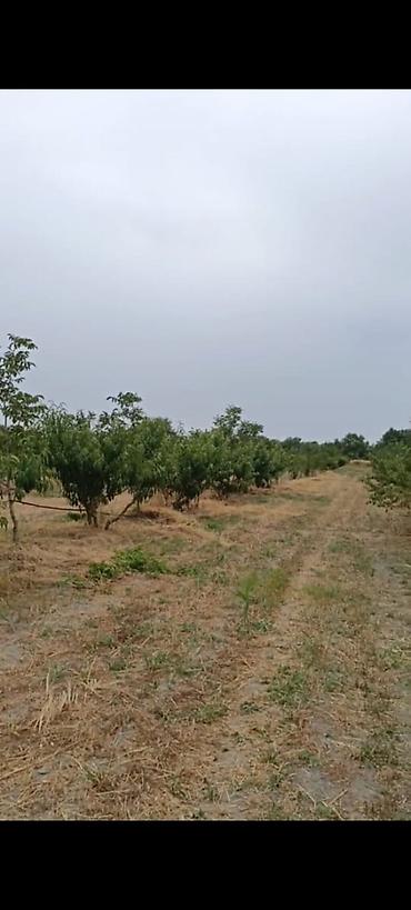 səkidə torpaq: - Çıxarışı var. Kənd təsərrüfatı təyinatlı torpaqdır. - 1.27 hektar — 9