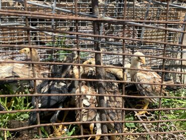 короз кант: Даканы месячные по 600