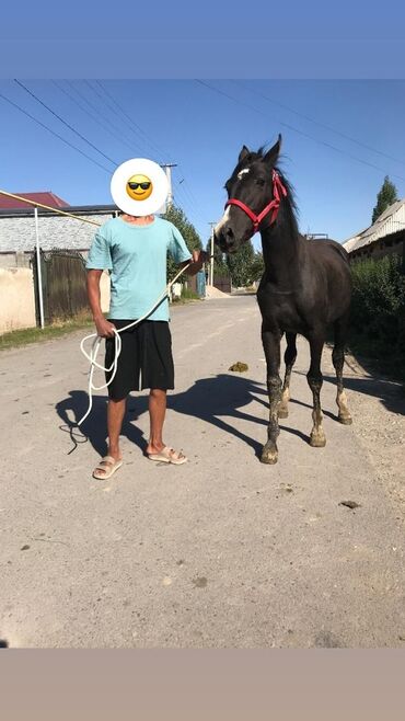 пони тай: Тай сатылат. 
1 жаш