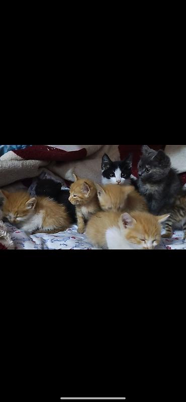 Кошки: Котики ищут дом и любящих хозяев))) есть котята 1,5 месяца и 3 — 5