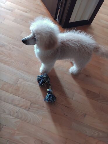 İtlər: Pudel — 25