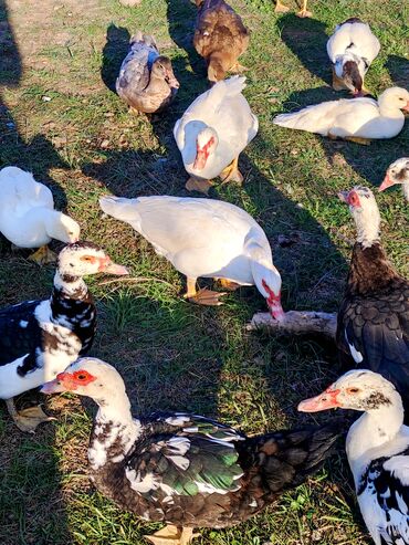Ördəklər: Dişi, | Lal ördək, Macar, Damazlıq, Ünvandan götürmə, Ödənişli çatdırılma — 9