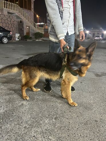 İtlər: Alman çoban iti, 2 il, Dişi, Peyvəndli, Pulsuz çatdırılma — 5