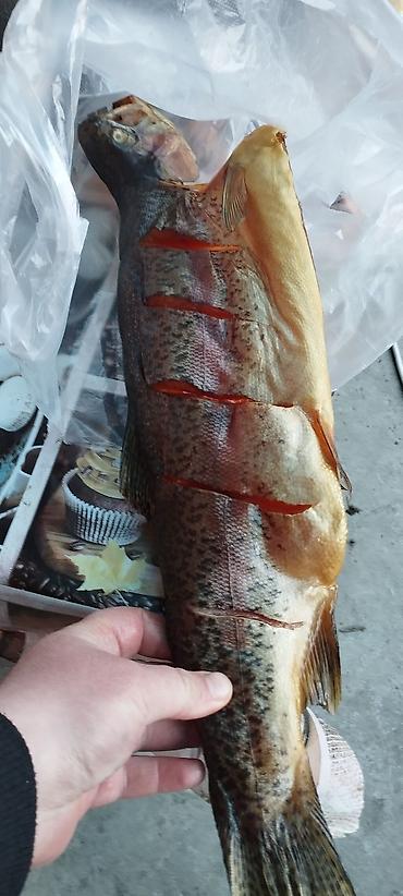 Другая рыбная продукция: Продаю холодного и горячего копчения Форель, домашнего приготовления — 14