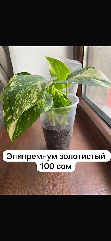 Традесканциялар: Распродажа комнатных растений -Эпипремнум пересажен,адаптирован — 2