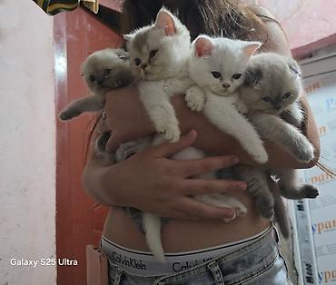 Şotland