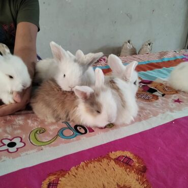 sirin dovsan sekilleri: Ünvan: Masazır Karlik dovşanlar Sallaq qulaq-20azn Duzqulaq-15azn Tam