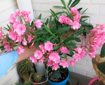 фикус али: Шикарный олеандр . цена за детку 200сом при покупке 3шт цена 450