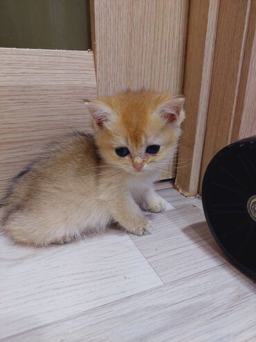 Pişiklər: Qızıl şinşilla, Erkək, Dişi, Yaxşı əllərə, Ünvandan götürmə — 12