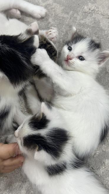 ищу котят: Беспородная, 2 месяца, Мальчик, Биколор, Приучена к лотку — 4