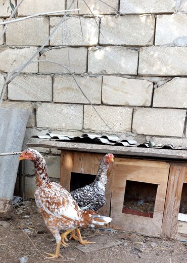 heyvanlar quşlar: Heyrati fereler çil pleymut 2 yaş qırmızı çil 1 yaş 5 aylıqdı