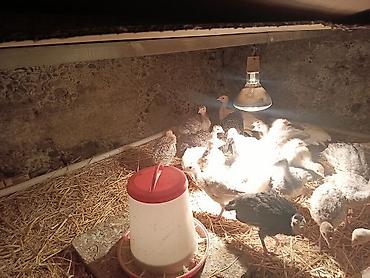 С/х животные и товары: Məhsul: Xırda yaşlı hind quşları (pullu satıla bilər) Təsvir: - — 2