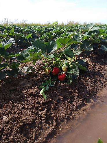 Другие специальности: Жумушчулар керек ; жумуш дыйканчылык,Клубника,малина — 21