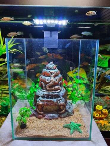 отдам даром аквариум: Аквариум с декорациями объём 15 л