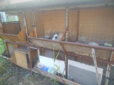 дом кролика: Продаю ферму универсальный . Для куры, кроликов . Размер очень большой
