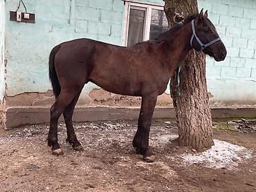 Лошади, кони: Продаю | Конь (самец) | Полукровка — 8