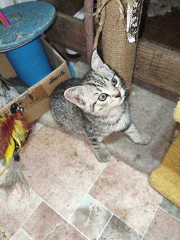 котята шотландской породы: Скотиш Страйт (Шотландская прямоухая), 2 месяца, Девочка, Серебристая шиншилла — 10