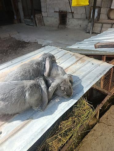 ph down: Продаю | Крольчата | Французский баран | Для разведения — 8