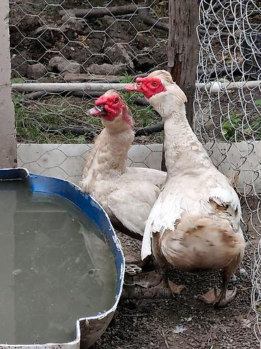 tap az goyercin satisi: SALAM XAÇMAZDA HƏR CÜRƏ CİNS DAMAZLIQ LAL ÖRDƏKLƏR SATILIR BÖYÜK — 6