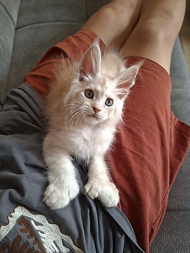 котёнок без породы: 🐾 Эксклюзивный мальчик полидакт в поисках достойных хозяев — 7