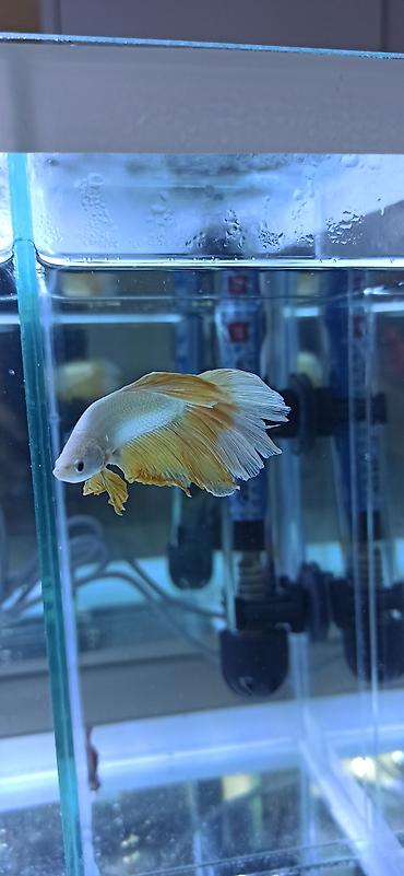 Balıqlar: Betta (Petuşok balığı), Ünvandan götürmə — 2