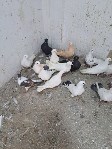 Göyərçinlər: Salam. goyercinler kom 6 manat tek tek 8 manat. goyercinle Bakının — 4