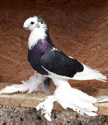 феникс бишкек: Куплю такую голубку