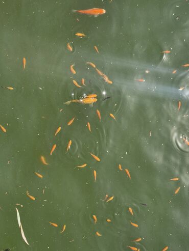 Balıqlar: Koi Yapon Qizil baliqlari. Hovuz seraitinde yasayirlar. Istiye ve — 5