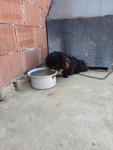 İtlər: Pekines -da lalafo.az — 11 İtlər: Pekines — 11