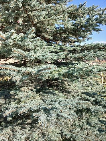ковры бишкек цена: Голубой ель (picea pungens) — 3