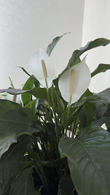 taxta dibçək: Spathiphyllum (Sülh zanbağı) – böyük, sıx yarpaqlı, dekorativ otaq — 3