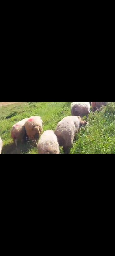 Qoyunlar, qoçlar: Dişi, il: 2, 50 kq, Damazlıq, Ünvandan götürmə — 13