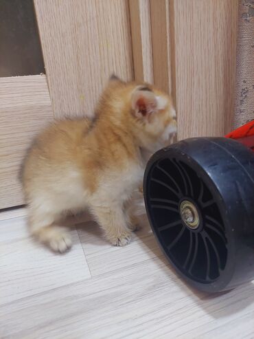 Pişiklər: Qızıl şinşilla, Erkək, Dişi, Yaxşı əllərə, Ünvandan götürmə -da lalafo.az — 14 Pişiklər: Qızıl şinşilla, Erkək, Dişi, Yaxşı əllərə, Ünvandan götürmə — 14