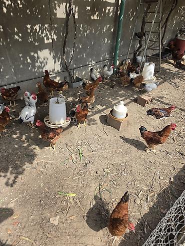 meşə toyuğu: Tam sağlam vəziyyətdədir, hər bir vaksini olunub, həm yemək üçün həm — 2