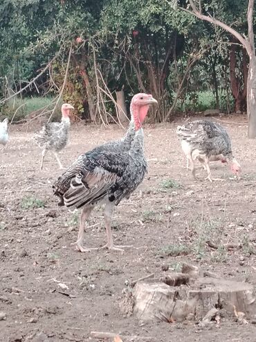 Toyuqlar: Məhsul: Hind quşları (türkə, sərbəst gəzən) Təsvir: - Şəkillərdə