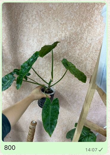 Диффенбахии: Комнатные растения 1) Диффенбахия — по 350 каждый - Вечнозелёное — 6