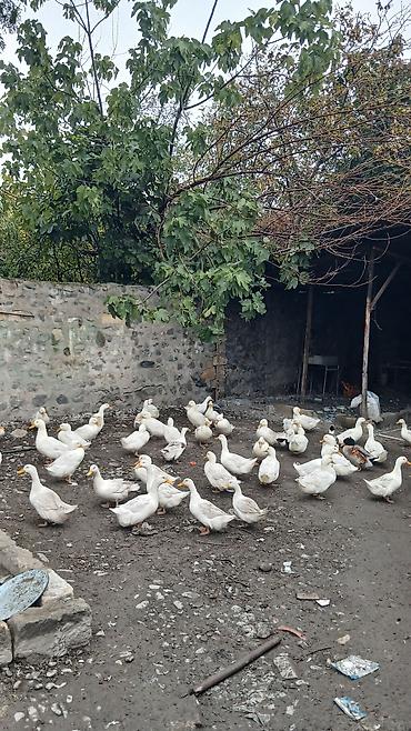 mal qara satisi: Ağ Pekin ördəkləri – ev təsərrüfatı üçün məhsuldar və dözümlü quşlar — 3