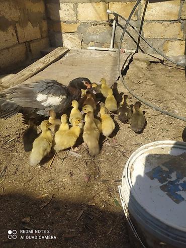 tap az toyuq: LAL ÖRDƏK BALALARI. Macar Mirvari az olur Lavanda Qırmızı bık- ( — 4