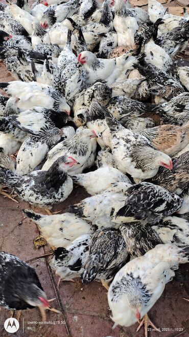 Cücələr: Toyuq cücələri, Damazlıq — 2