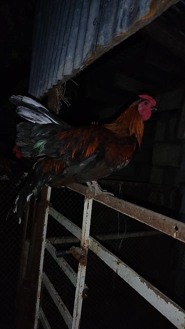 Сельхозптицы: Məhsul: Qara-qızılı rəng çalarlarında dekorativ xoruzlar və açıq krem — 3