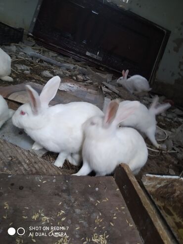 Dovşanlar: Ağ rəngli ev dovşanları – bir neçə fərqli fərd - Rəng: tam ağ — 8