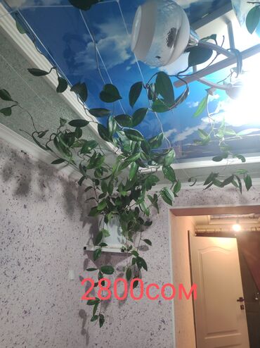 сансевьера комнатное растение: Башка бөлмө өсүмдүктөрү