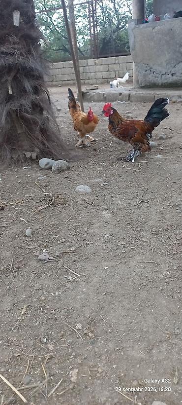 Xoruzlar: Tam sağlam 6 aylıq cır yaponkalar.Unvan Lənkəran Bakıya 20yanvara və — 7